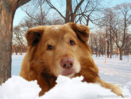 Maxxamillion's Dog House